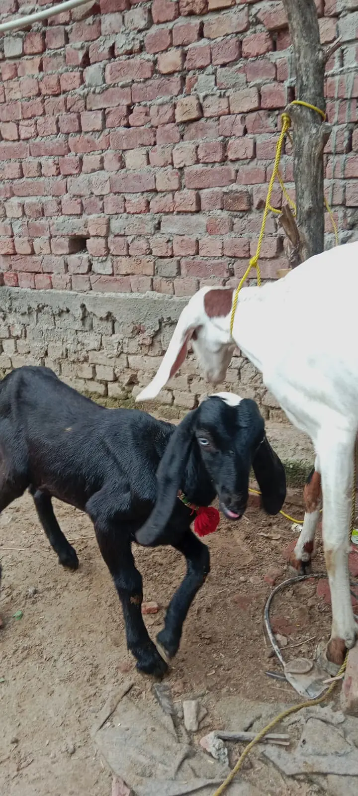 Black Beetal | White Rajanpuri | Gabban Bakri | Goat | Dodh wali bakri — photo 10