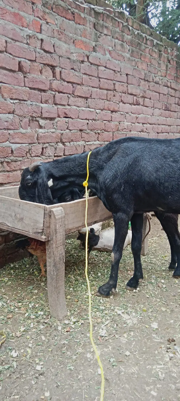 Black Beetal | White Rajanpuri | Gabban Bakri | Goat | Dodh wali bakri — photo 11