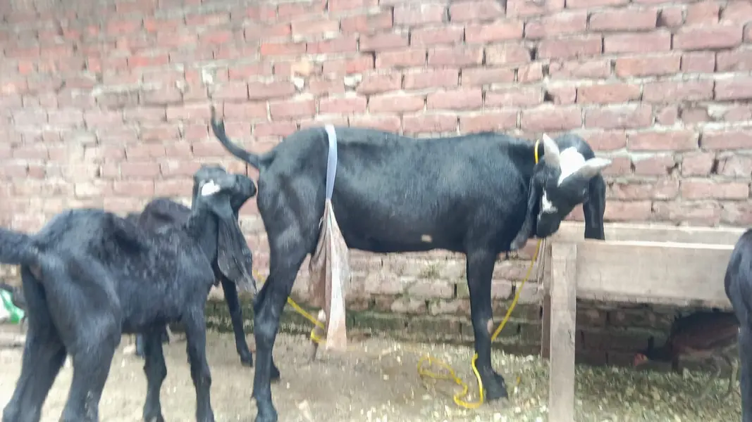 Black Beetal | White Rajanpuri | Gabban Bakri | Goat | Dodh wali bakri — photo 12