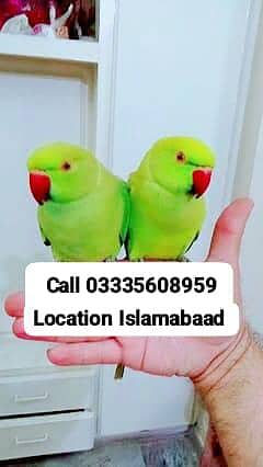 Single 5,000 Hand Tamed Friendly Green Ring Neck Parrot's Male/Female