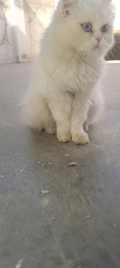 4 Beautiful White Persian Kittens for Sale