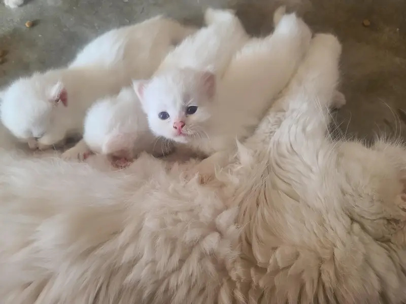 4 Beautiful White Persian Kittens for Sale — photo 2