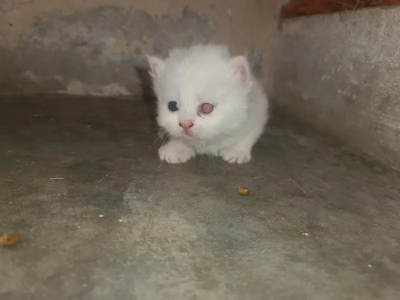 4 Beautiful White Persian Kittens for Sale — photo 3