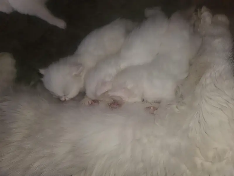 4 Beautiful White Persian Kittens for Sale — photo 4