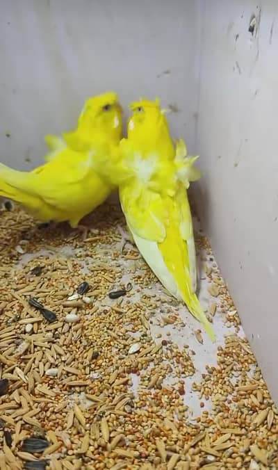 required double flower hogoromo budgies