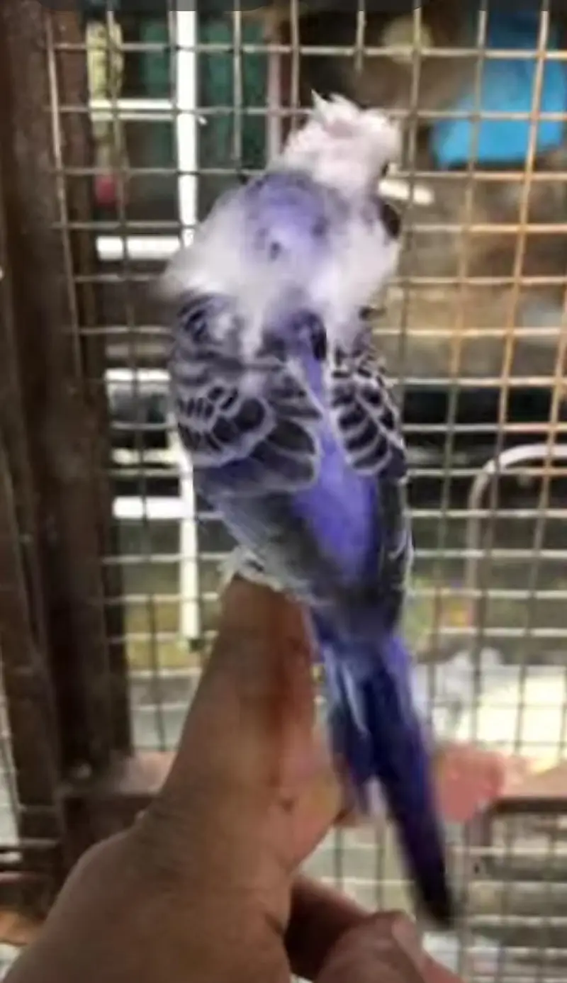 required double flower hogoromo budgies — photo 2