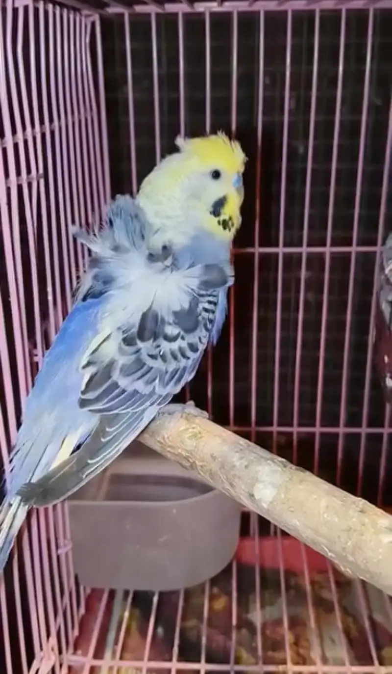 required double flower hogoromo budgies — photo 3