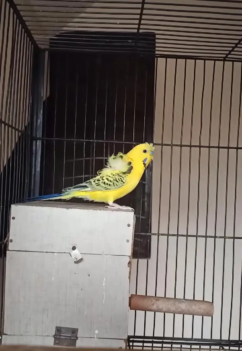 required double flower hogoromo budgies — photo 4