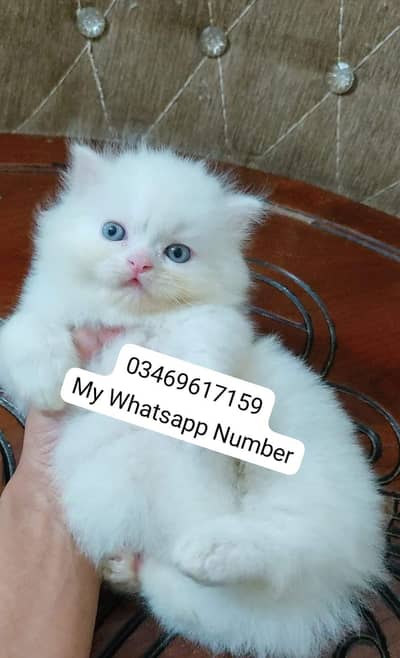 Persian kittens for sale