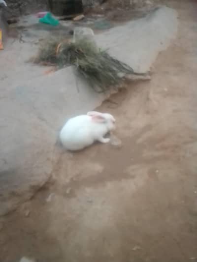 Rabbit sale