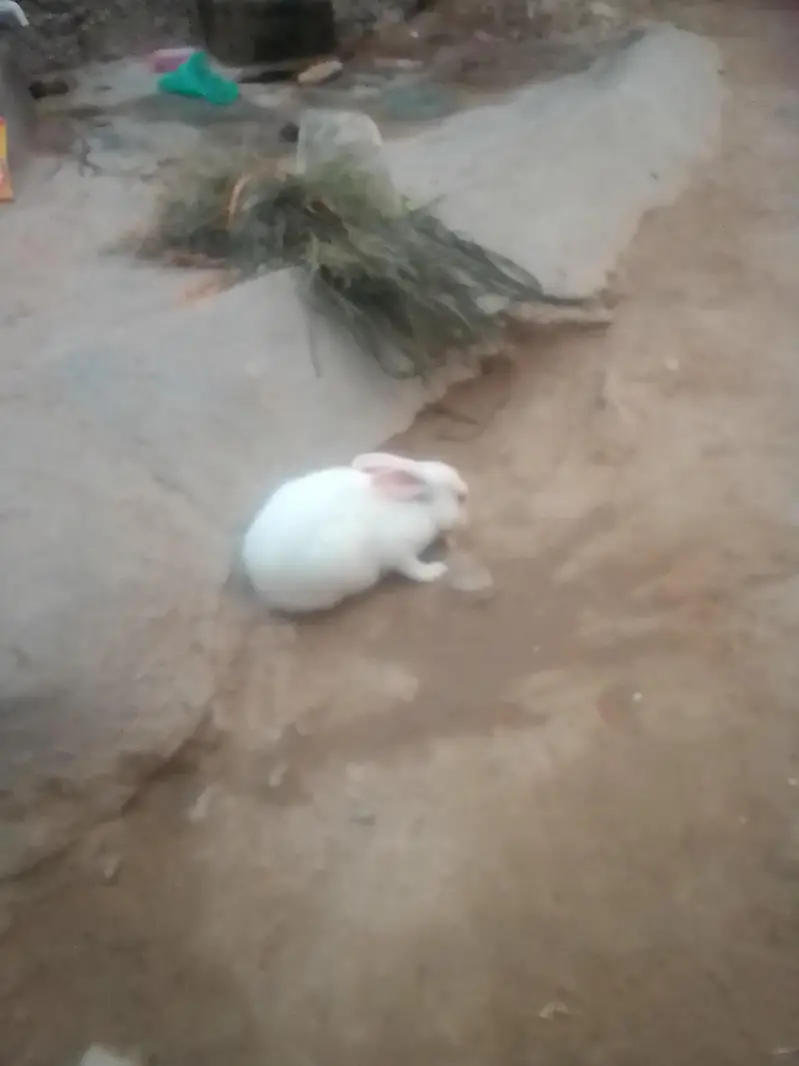 Rabbit sale
