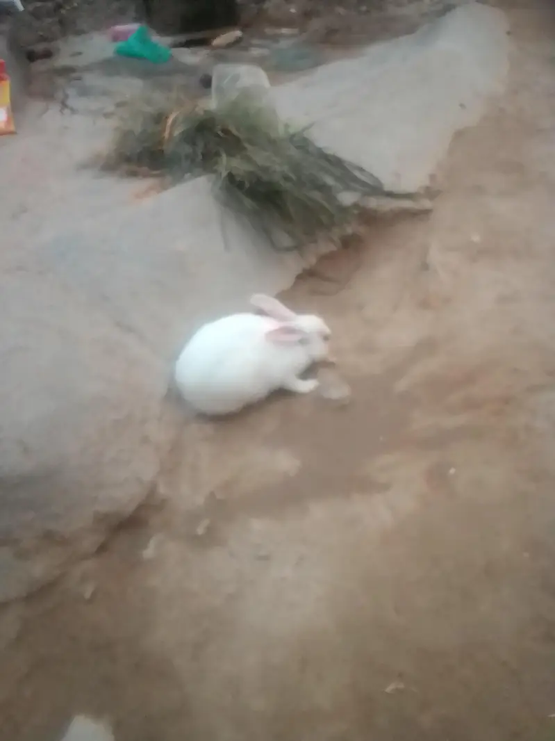 Rabbit sale — photo 2