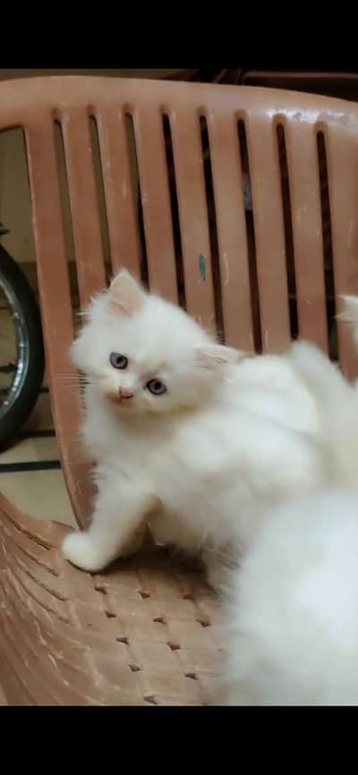 Persian kittens available