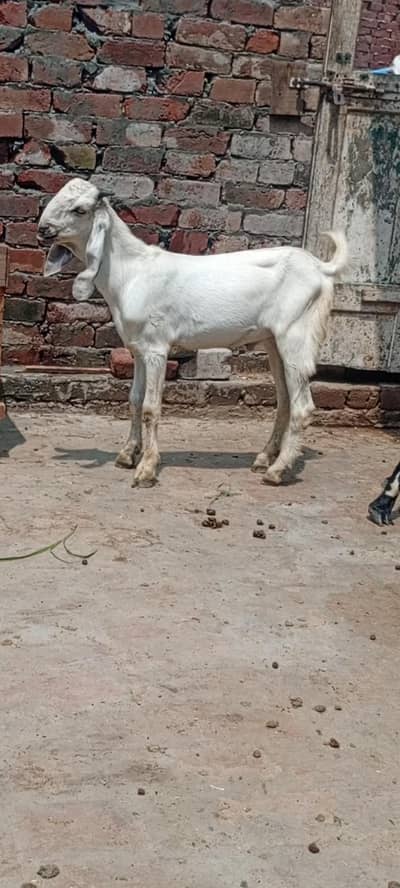 male for sale