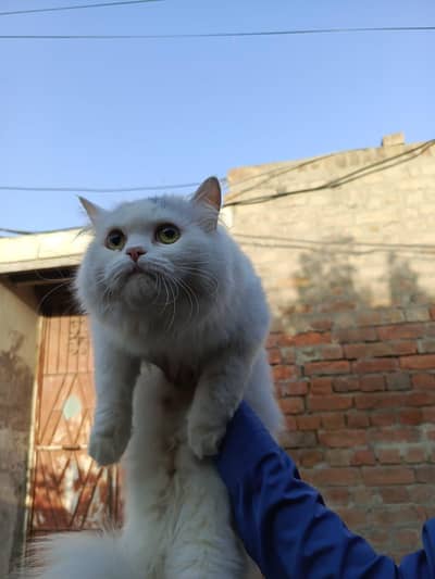 Persian Female