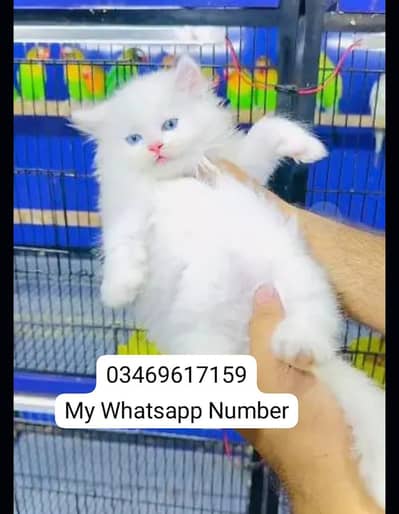 Persian kittens for sale