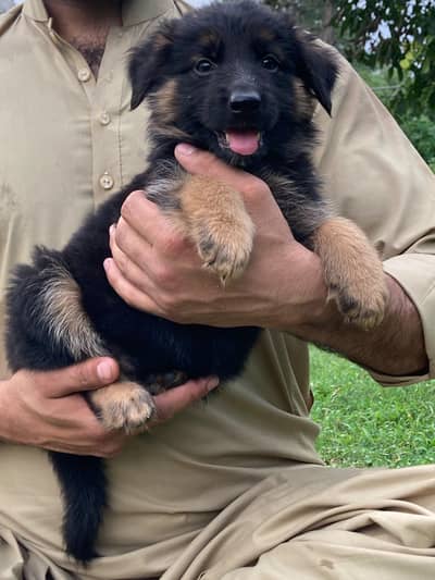 German shepherd Long coat puppy