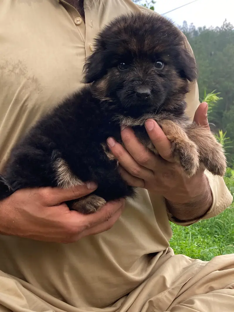 German shepherd Long coat puppy — photo 2