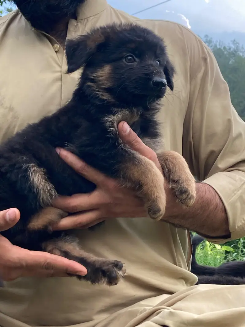 German shepherd Long coat puppy — photo 3