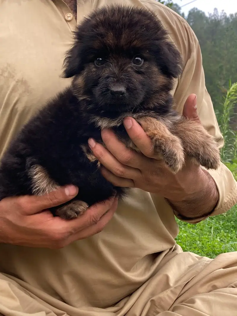 German shepherd Long coat puppy — photo 4