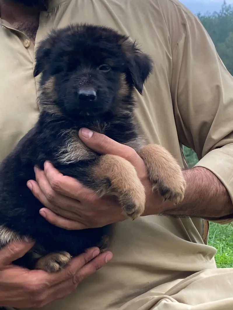 German shepherd Long coat puppy — photo 5
