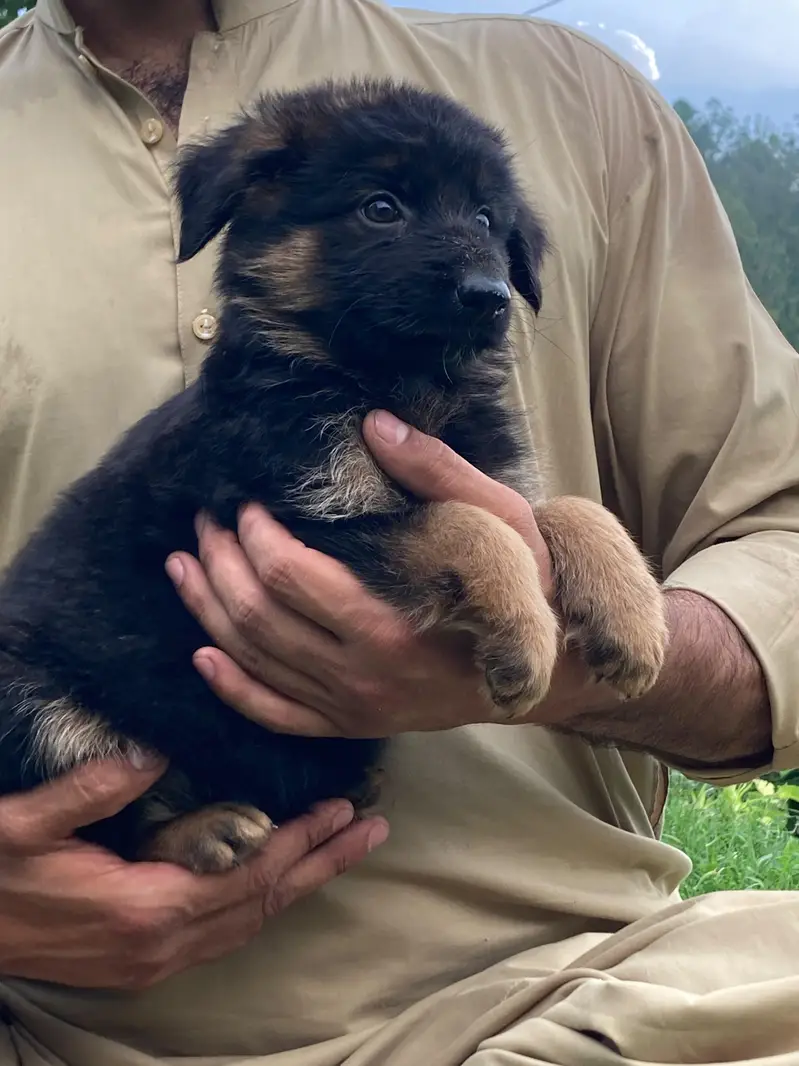 German shepherd Long coat puppy — photo 6