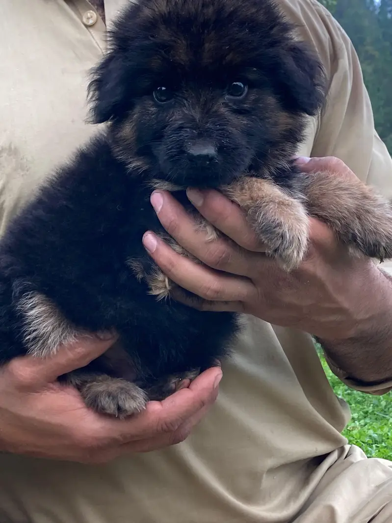 German shepherd Long coat puppy — photo 7