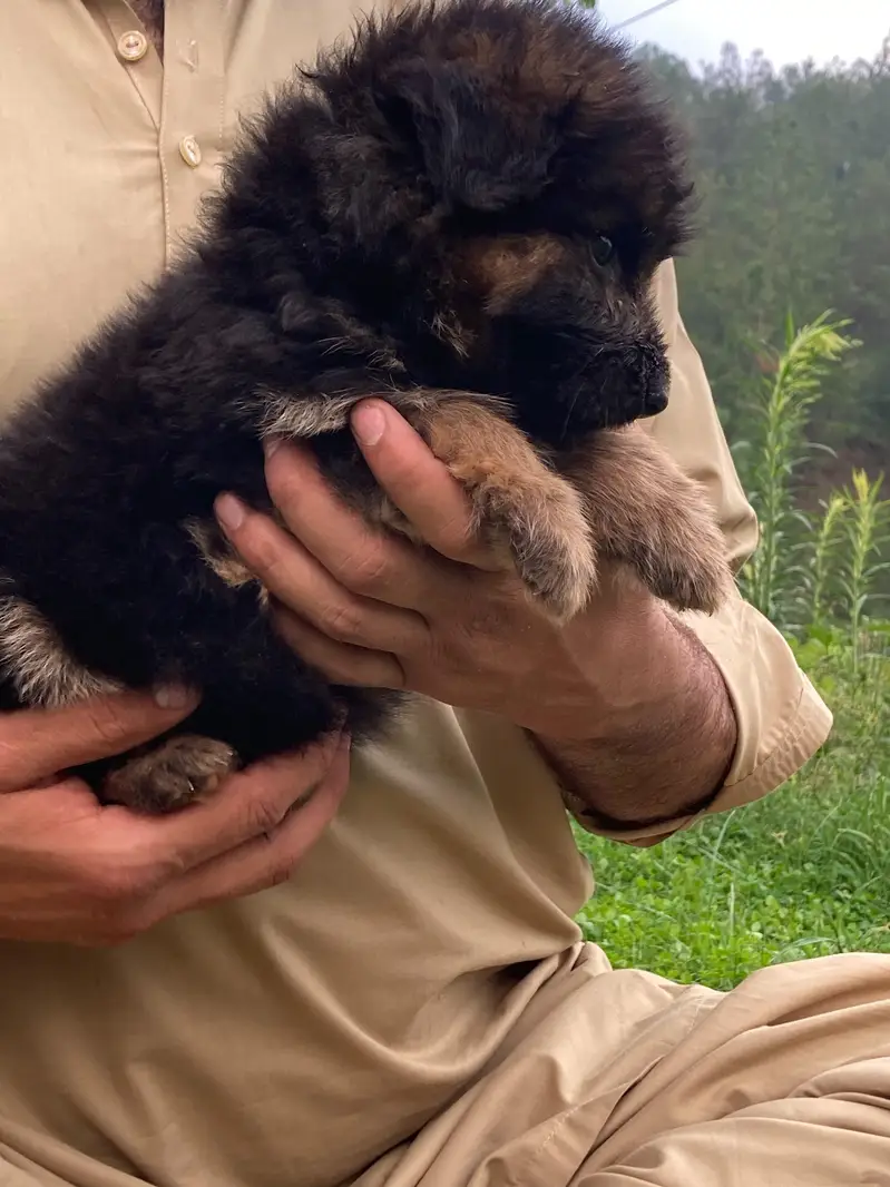 German shepherd Long coat puppy — photo 8
