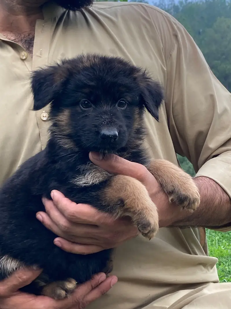 German shepherd Long coat puppy — photo 9