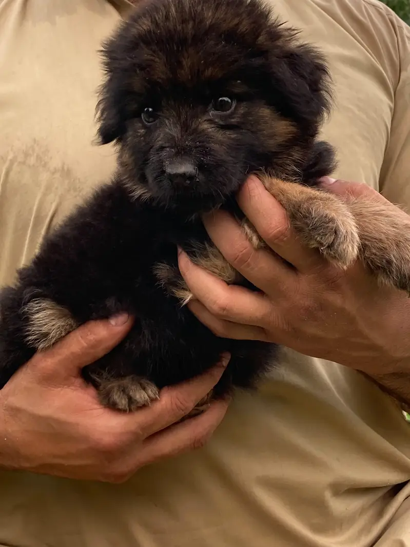 German shepherd Long coat puppy — photo 10