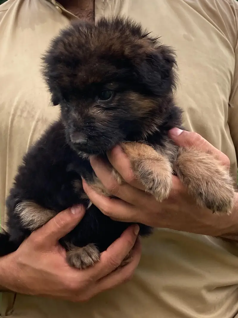 German shepherd Long coat puppy — photo 11