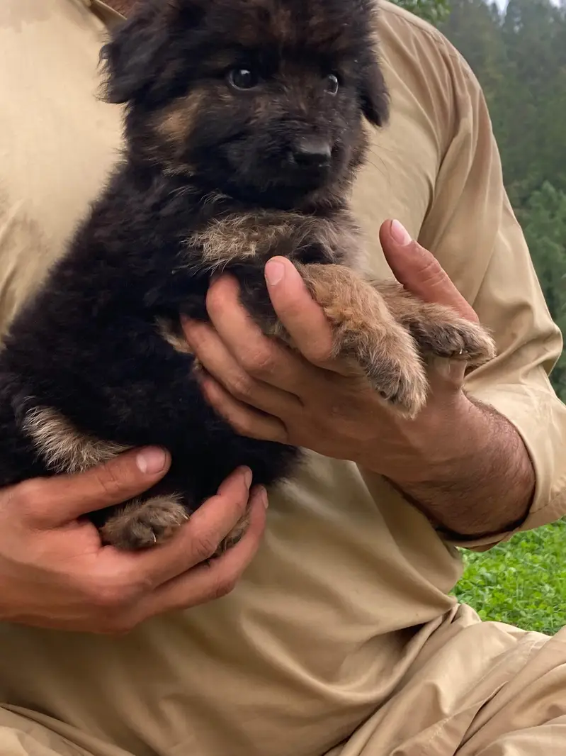 German shepherd Long coat puppy — photo 12