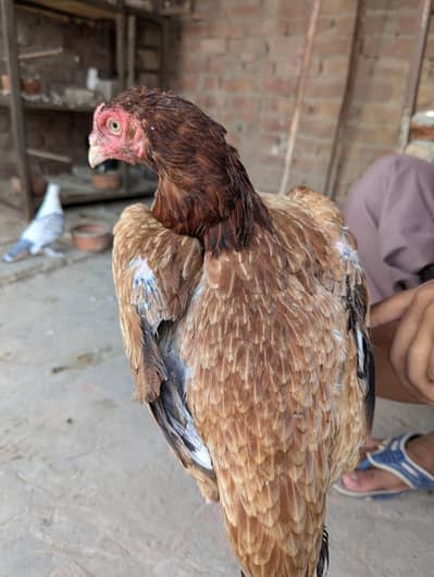 Aseel Female