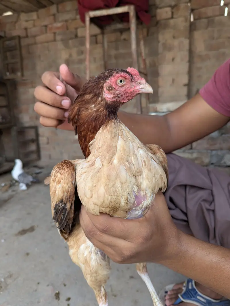 Aseel Female — photo 2