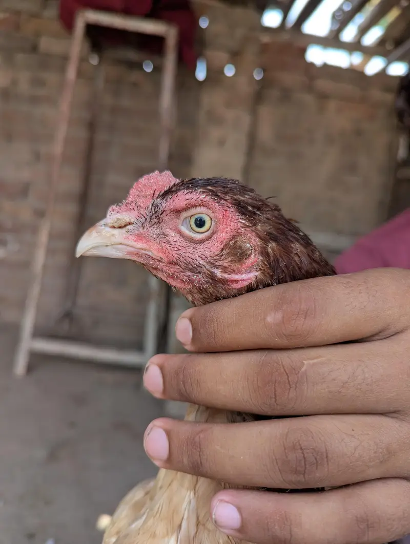 Aseel Female — photo 3