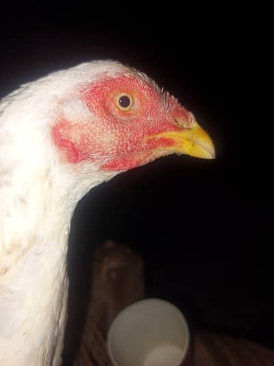Aseel mainwali kuruk female for sale