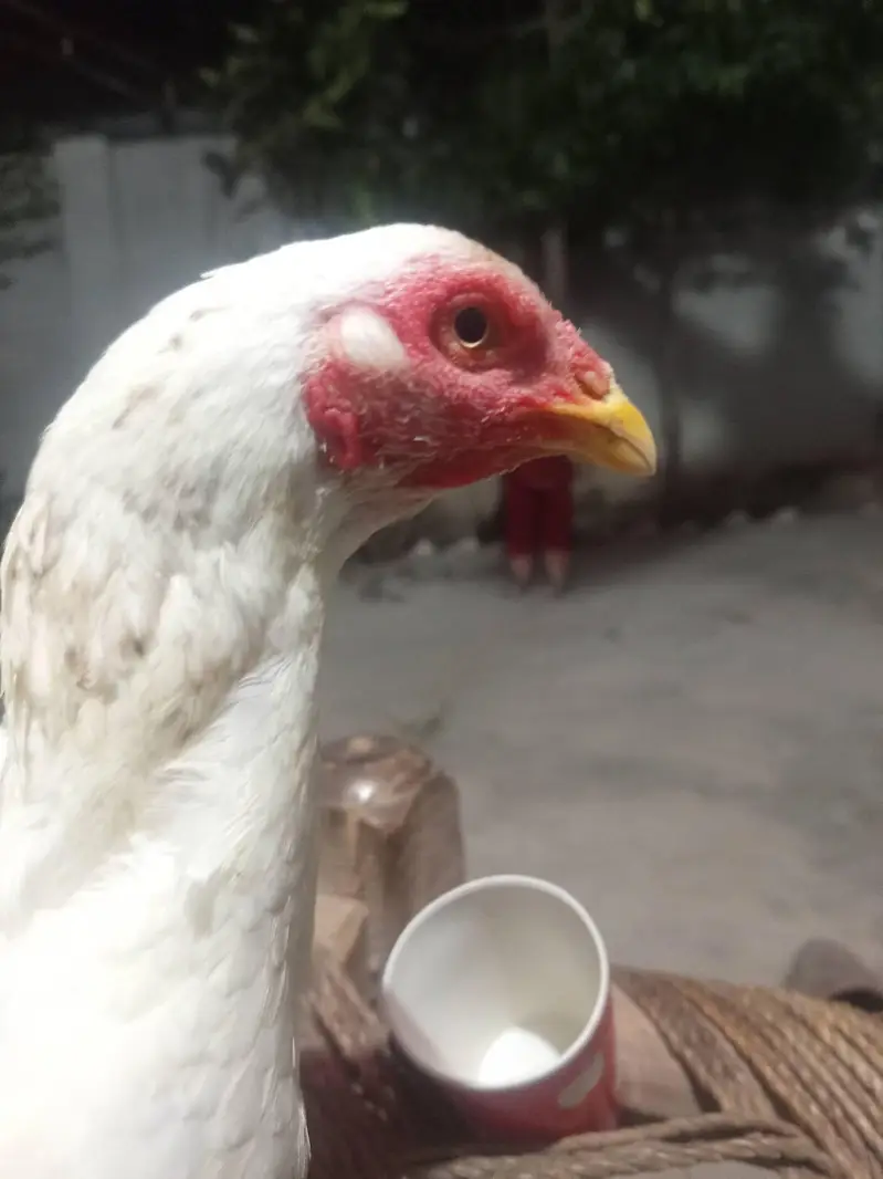 Aseel mainwali kuruk female for sale — photo 2