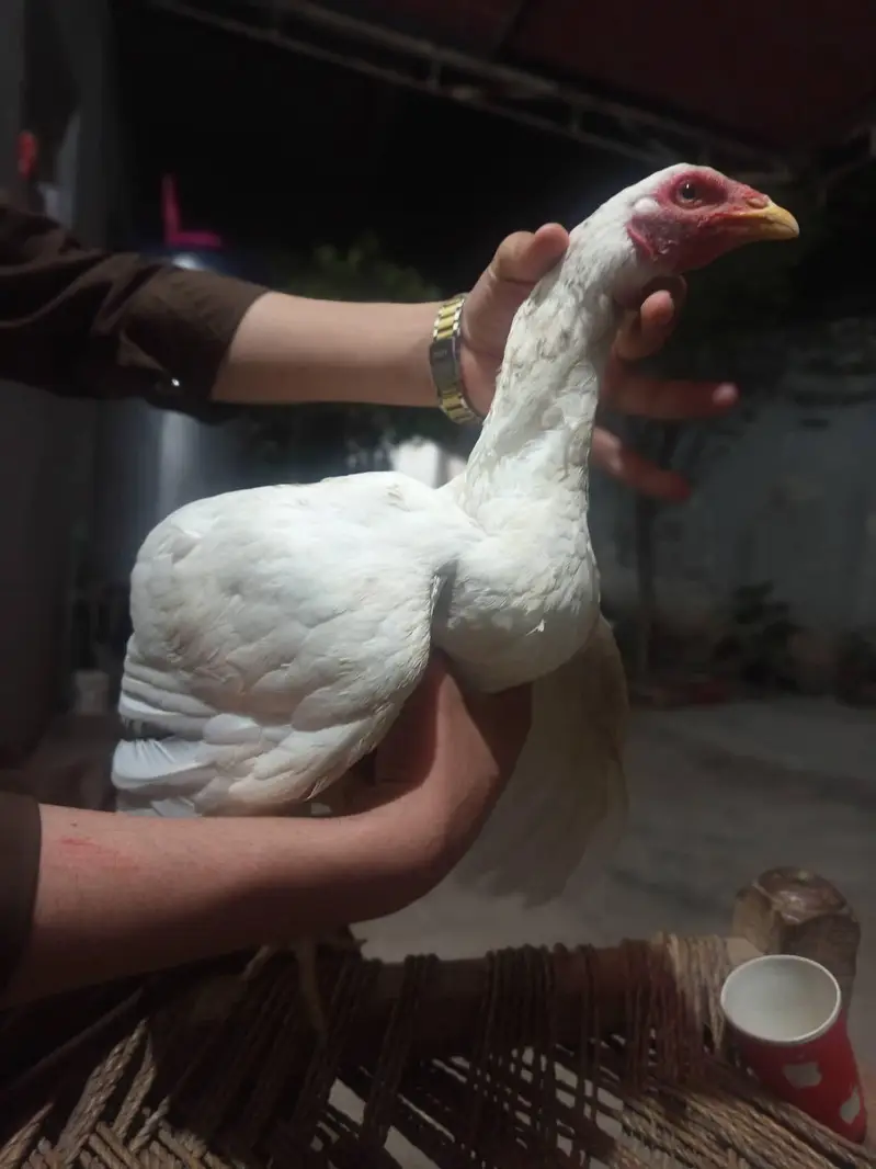 Aseel mainwali kuruk female for sale — photo 3