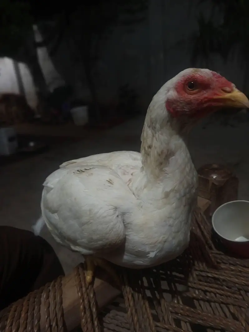 Aseel mainwali kuruk female for sale — photo 4
