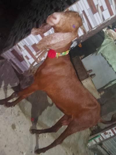 bakri age 2 sal