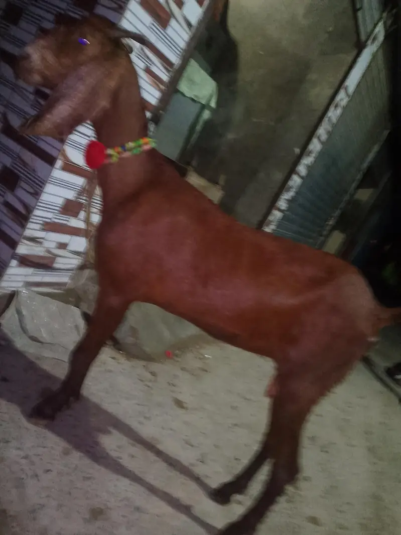 bakri age 2 sal — photo 2