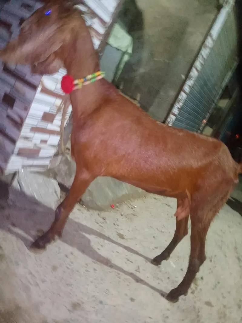 bakri age 2 sal — photo 3