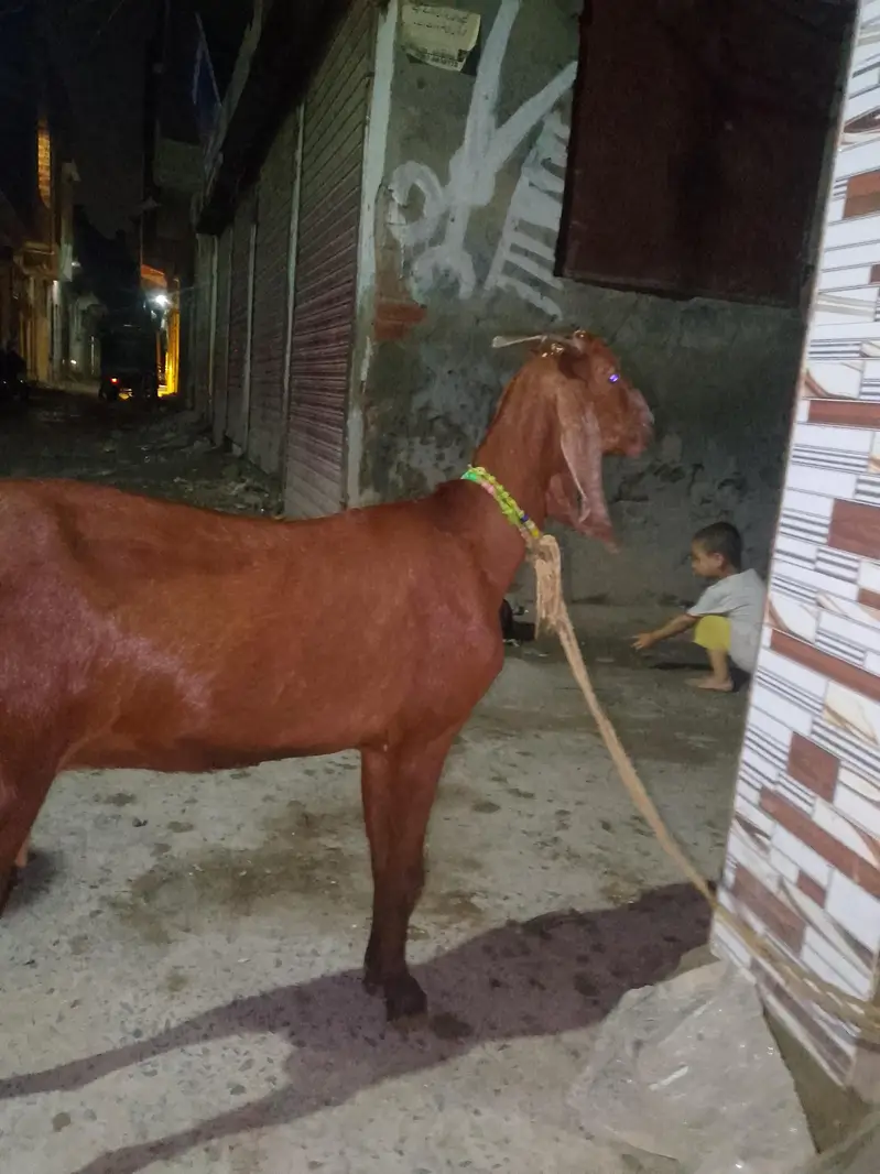 bakri age 2 sal — photo 4