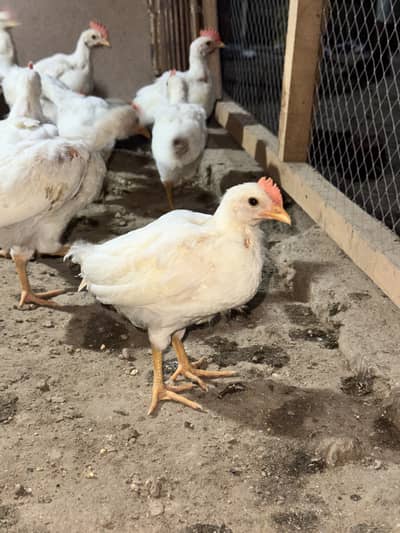 layer chicks