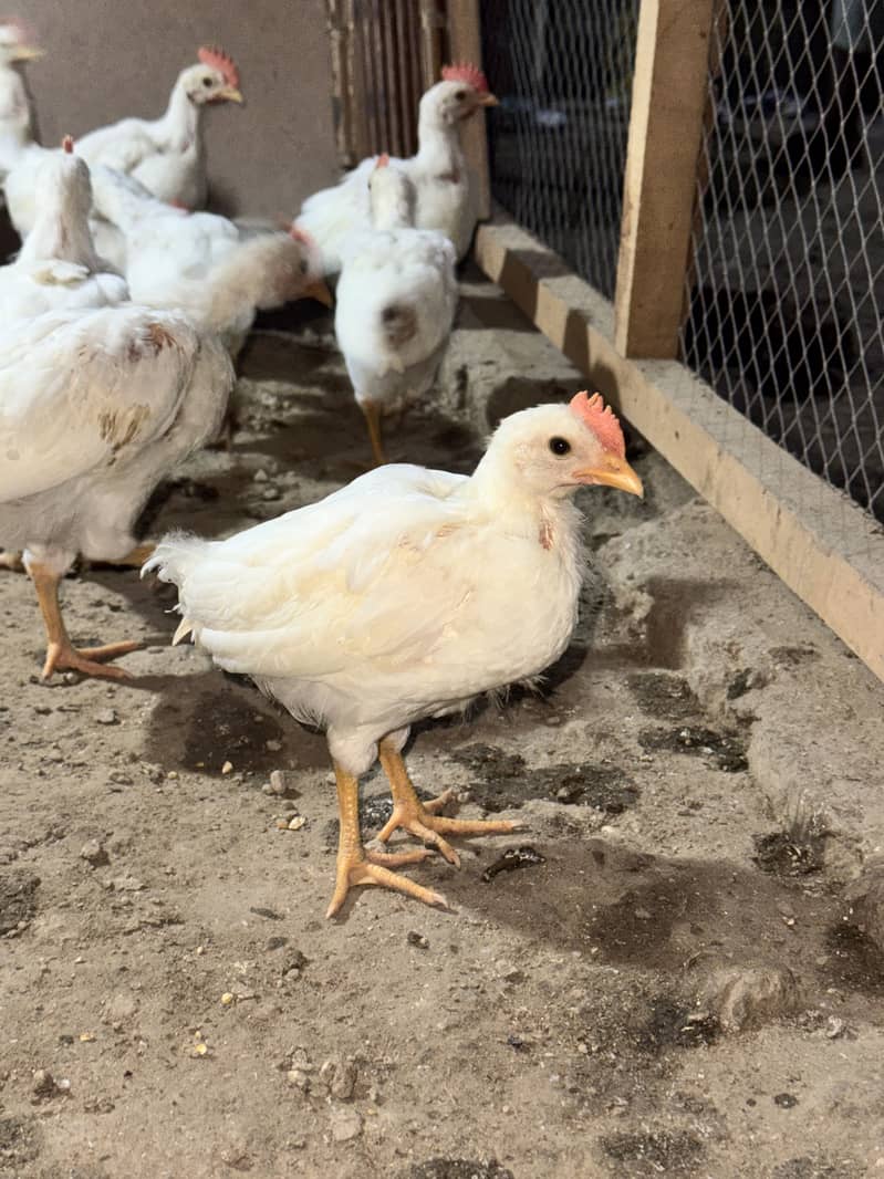 layer chicks 0