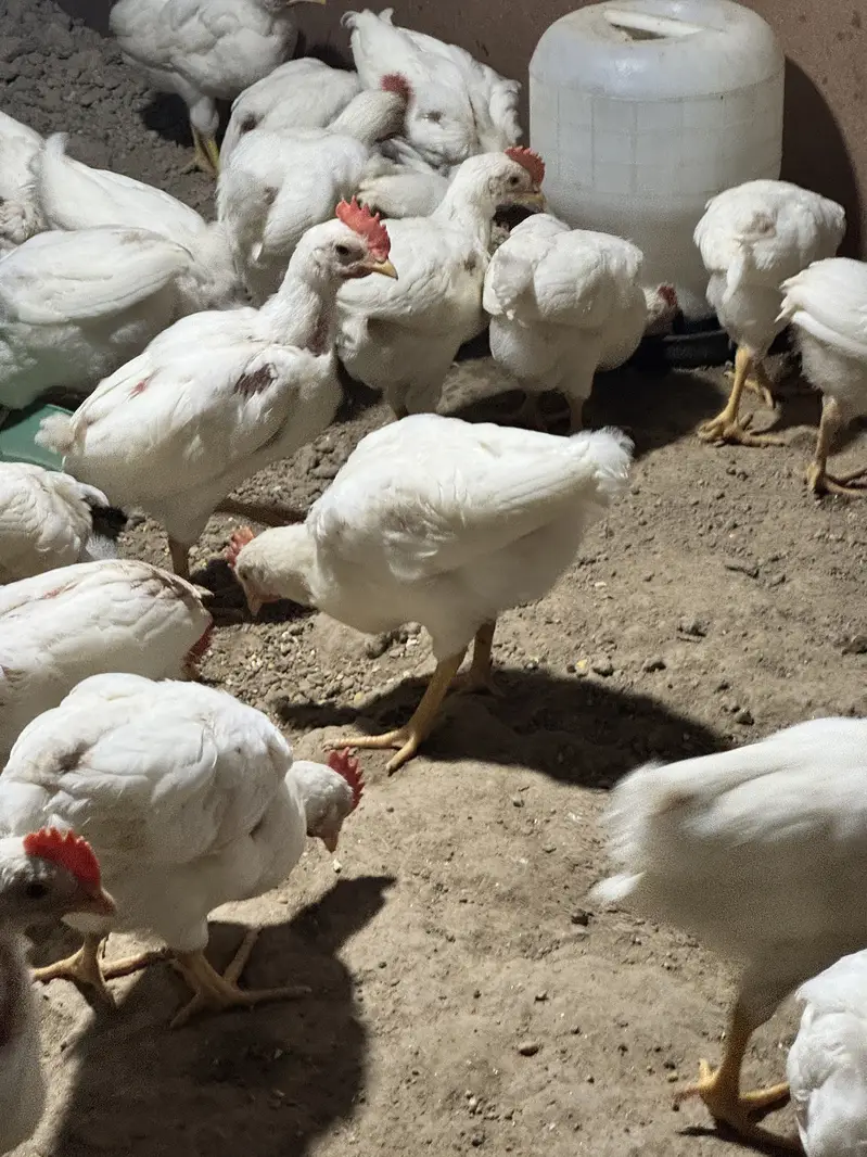 layer chicks — photo 2