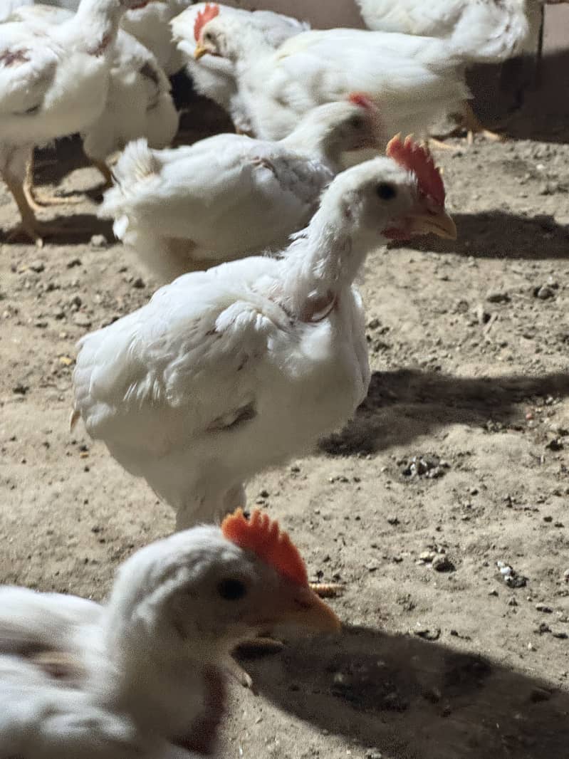 layer chicks 2