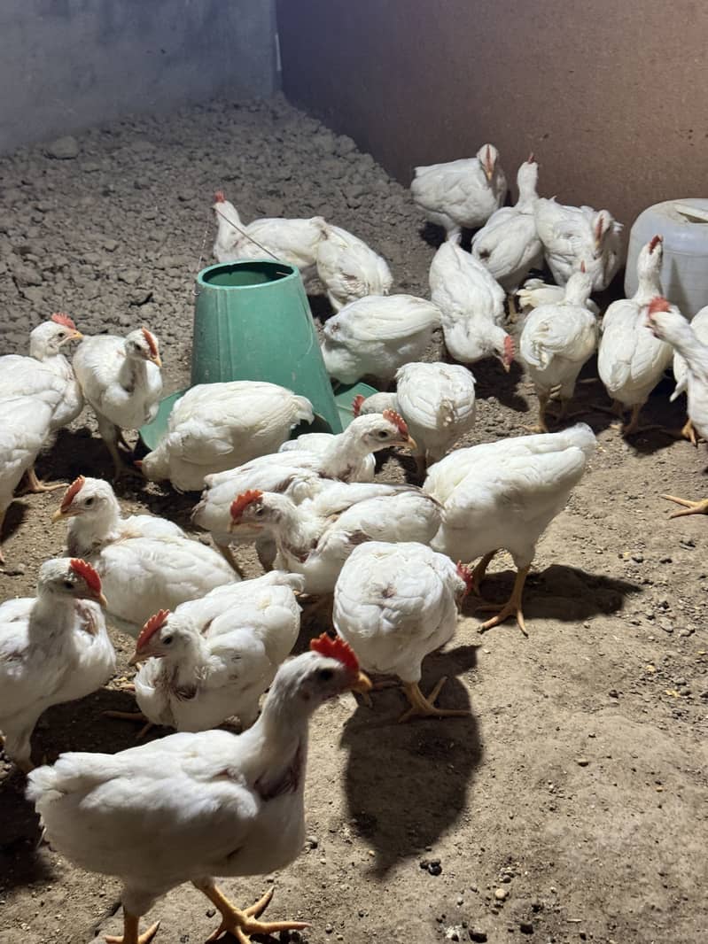 layer chicks 3