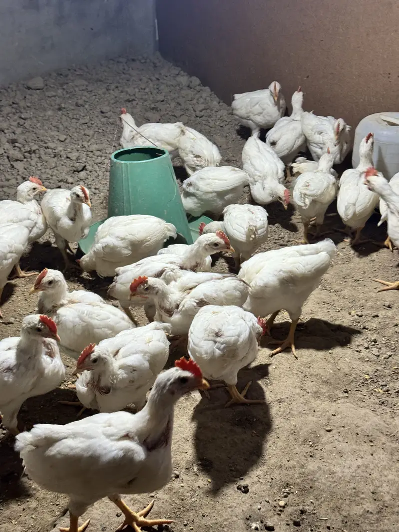 layer chicks — photo 4