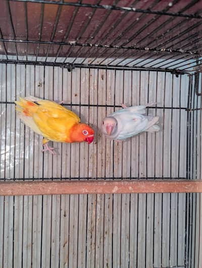 Green Blue Split Opaline PFellow Birds Home Breed Urgent sale